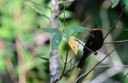 Foto Flame-crested Tanager