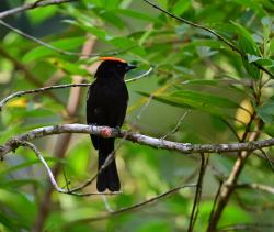 Foto Flame-crested Tanager