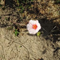 Foto Malva De Las Piedras