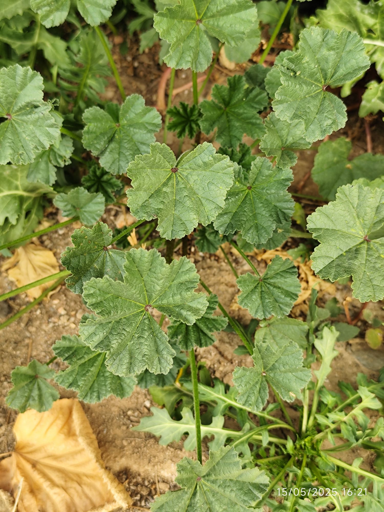 Foto Malva