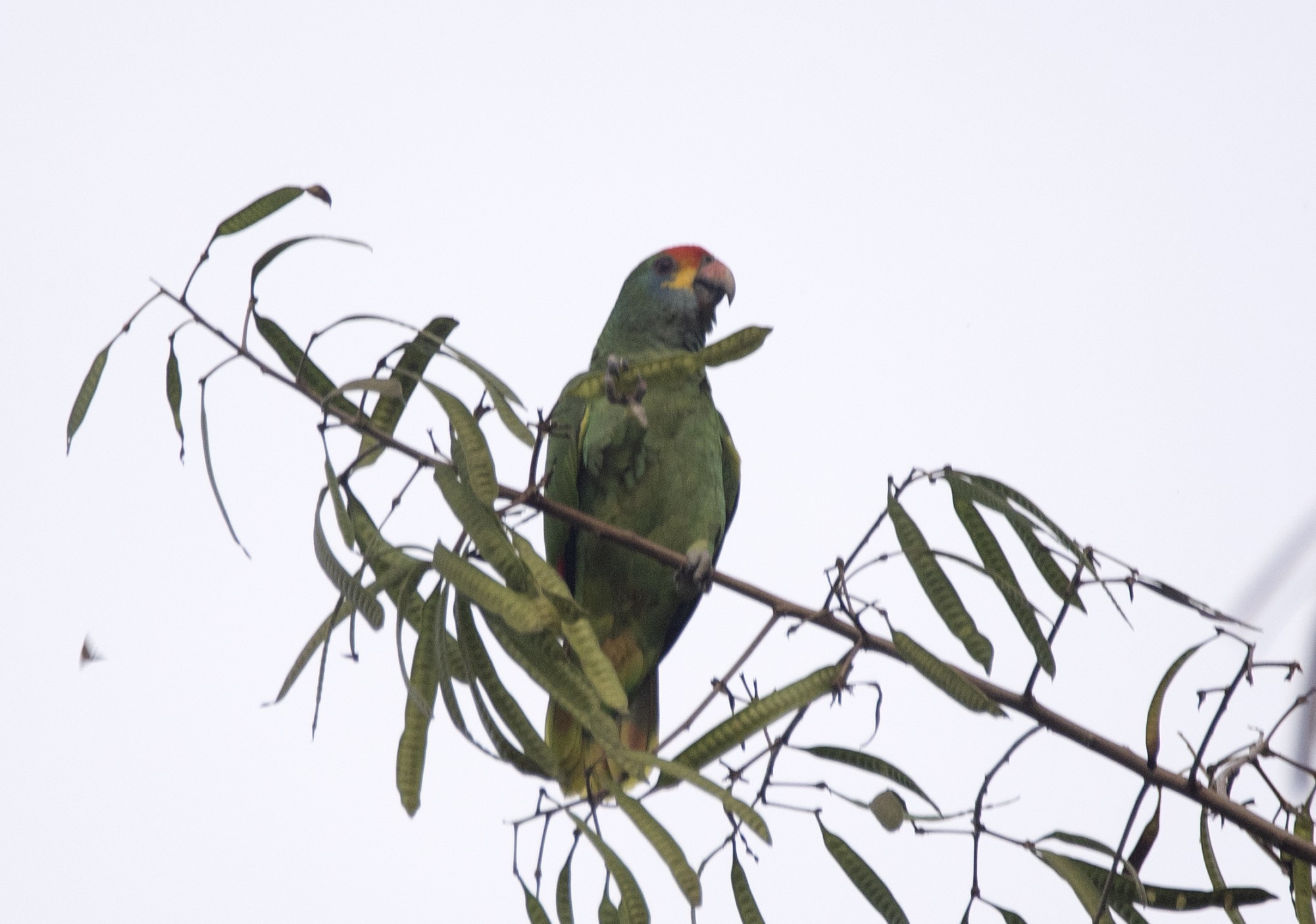 Foto Amazona Coronirroja