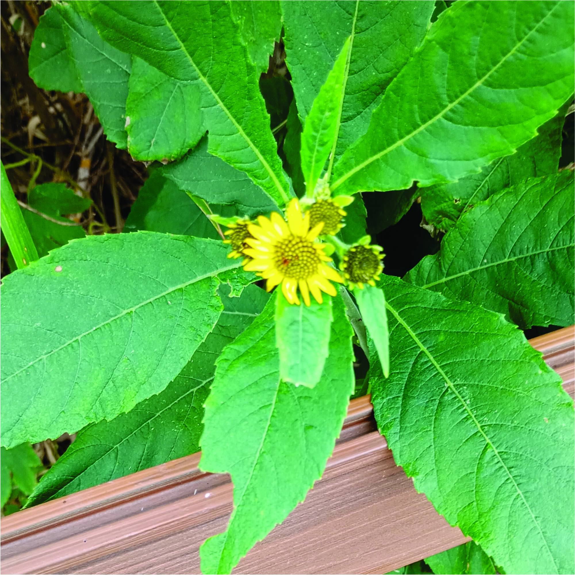 Foto Girasolillo