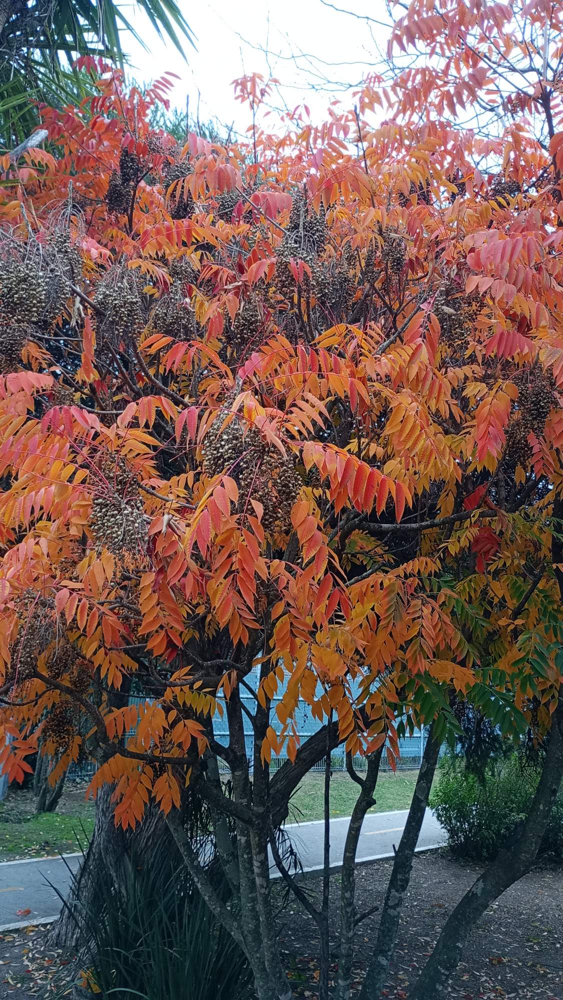 Foto Rhus
