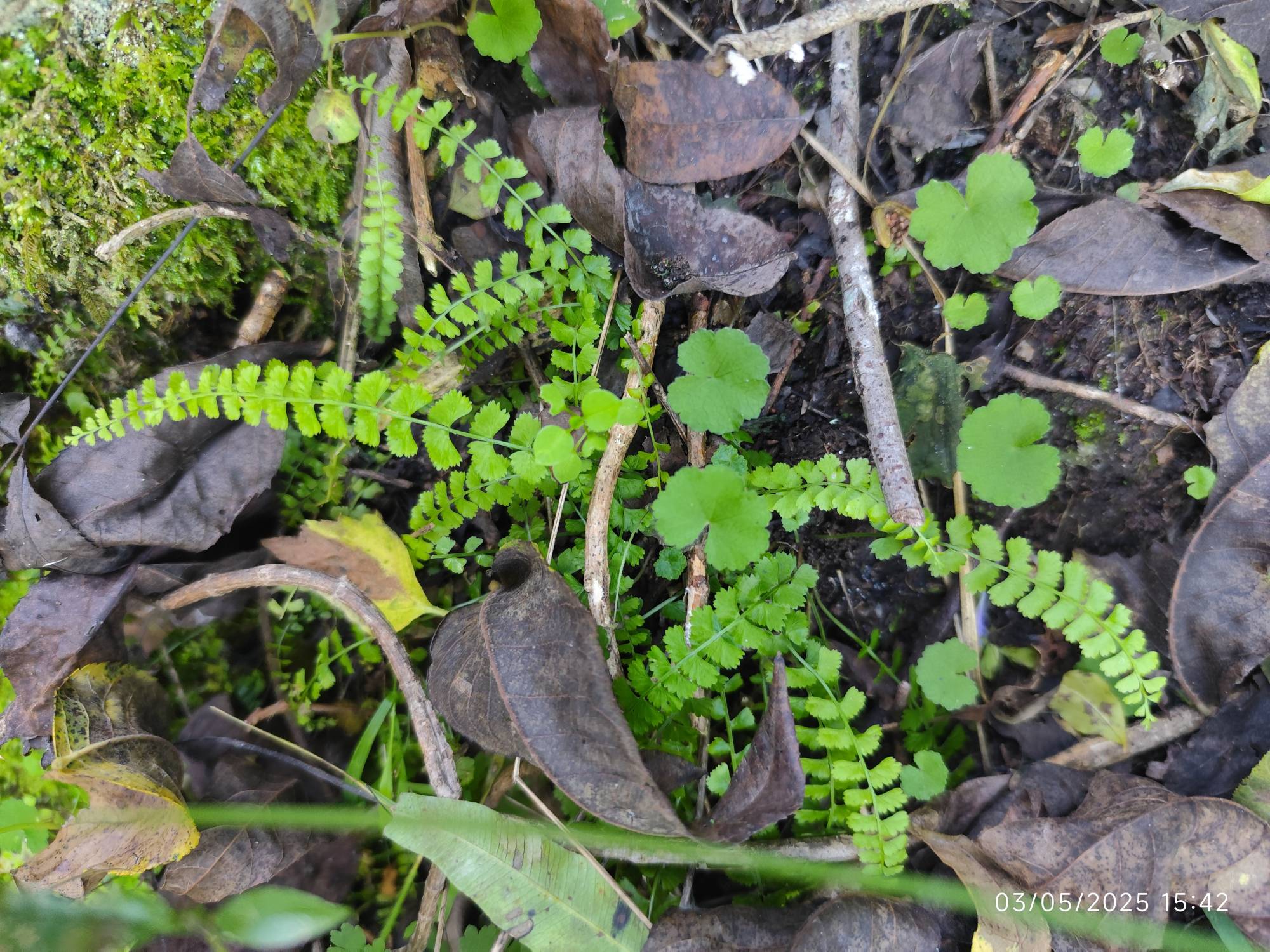 Asplenium&nbsp;trichomanes