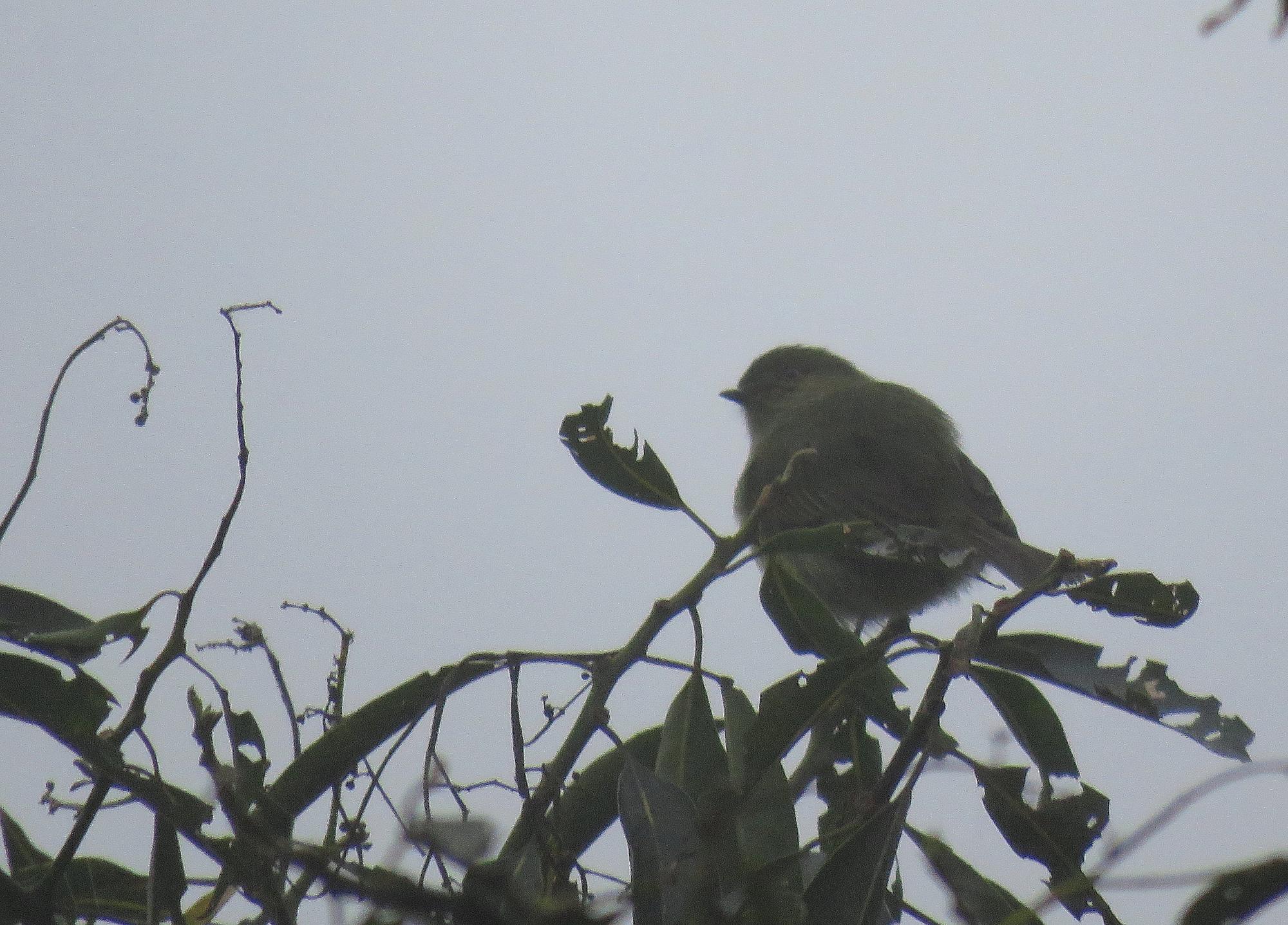Foto Mosquerito Boliviano