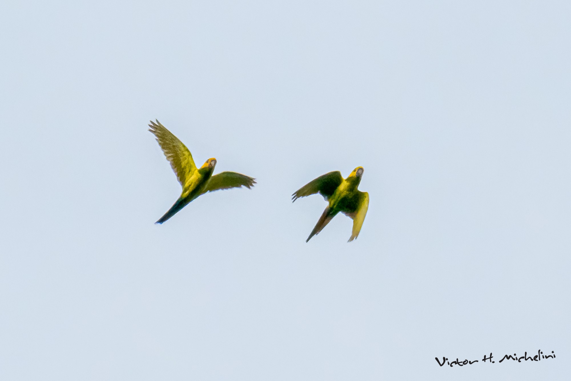 Photo Aratinga Orejigualda