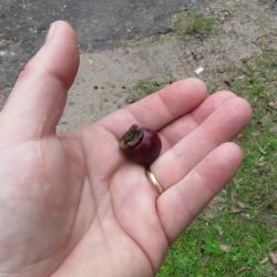  (Diospyros inconstans)
