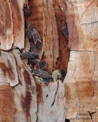 Foto Chinche Del Arce