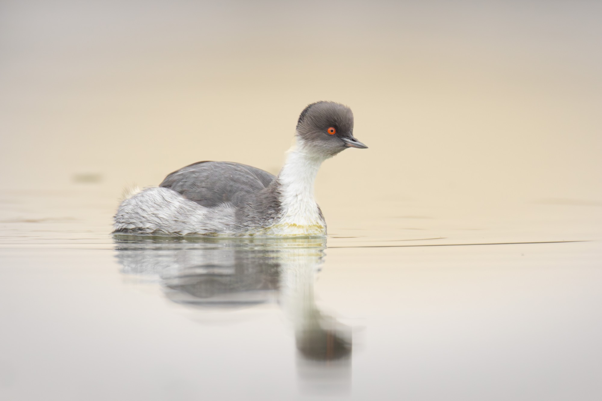 Podiceps&nbsp;occipitalis