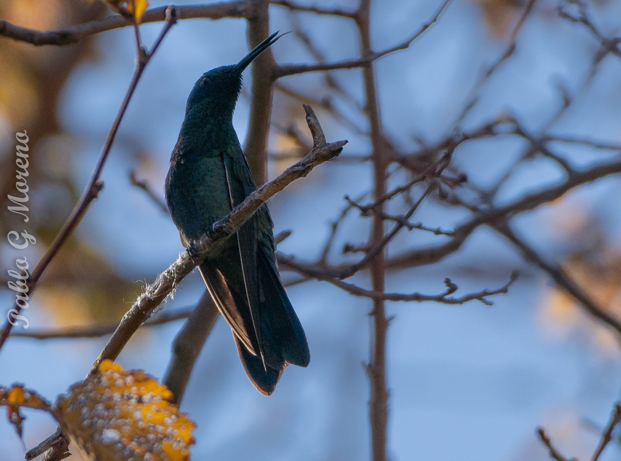 Foto Colibrí Grande