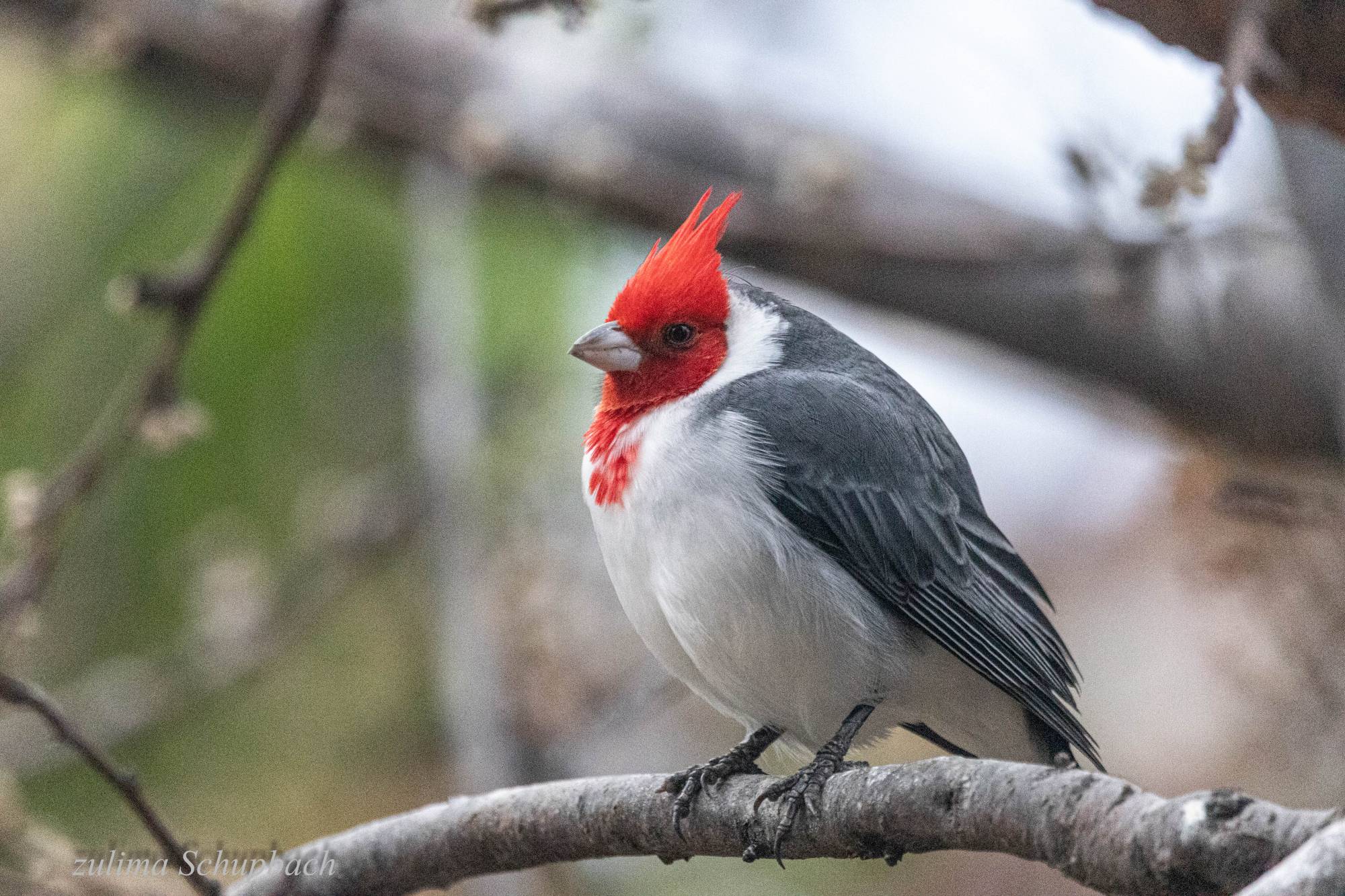 Photo Cardenal Común