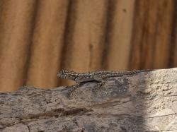 Foto Lagarto de los Quebrachales