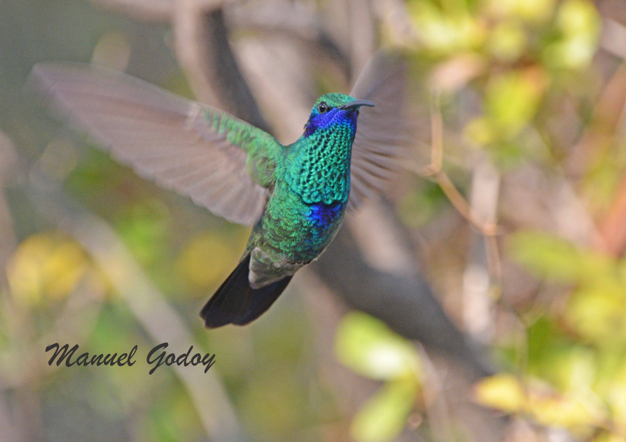 Foto Colibrí Grande