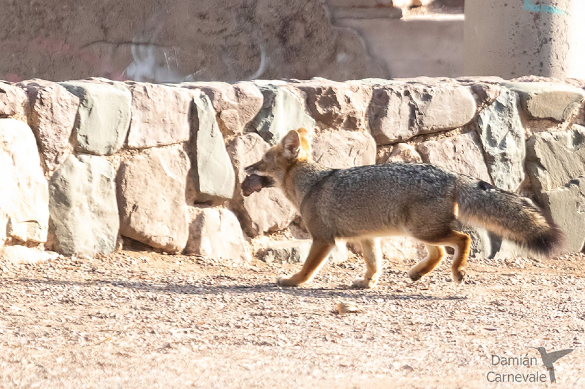Zorro Gris Chico (Lycalopex grisea)