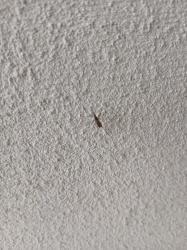 Foto Mosquito Común