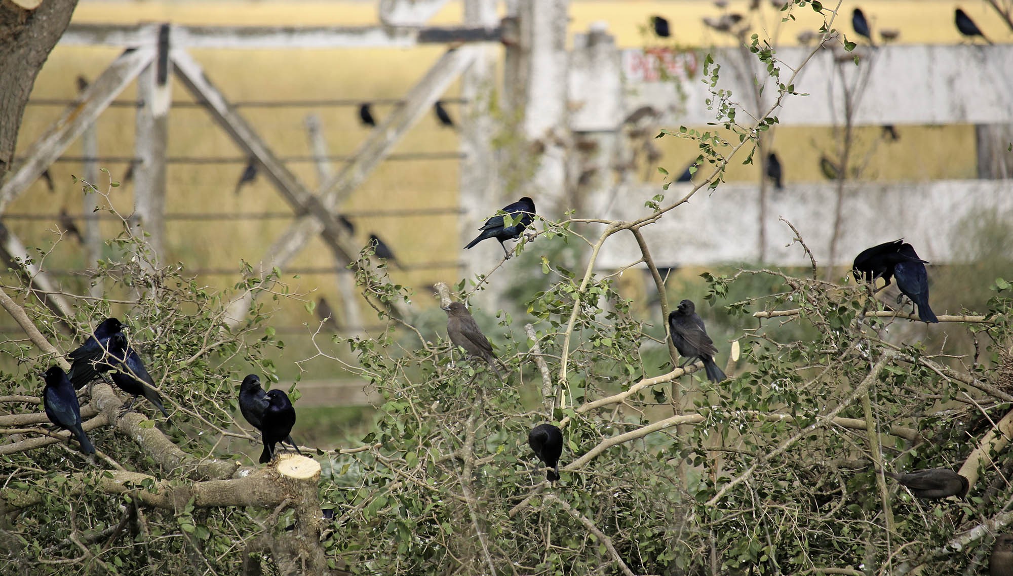 Foto Tordo Renegrido