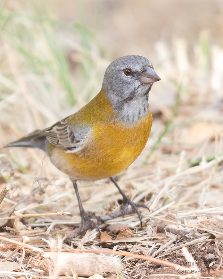 Comesebo Andino (Phrygilus gayi)