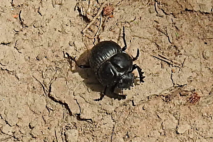Photo Escarabajo Estercolero