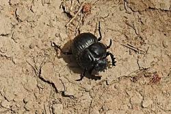 Foto Escarabajo Estercolero