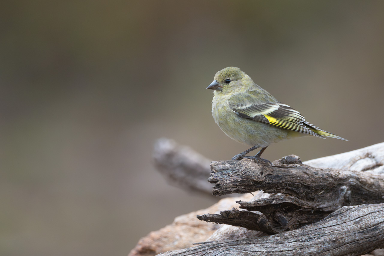 Photo Cabecitanegra Común