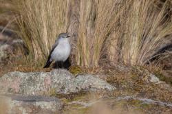 Photo Dormilona Gris