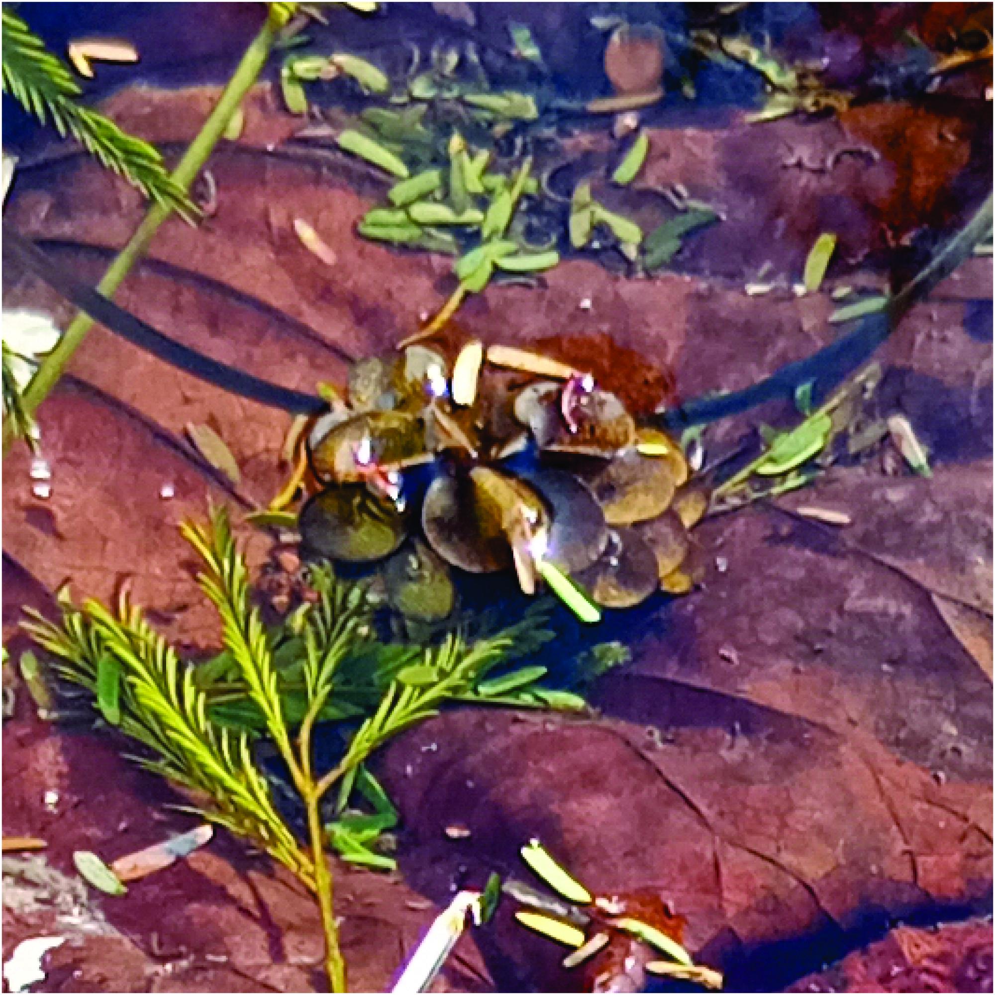 Foto Helechito De Agua