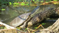 Foto Tortuga de Laguna