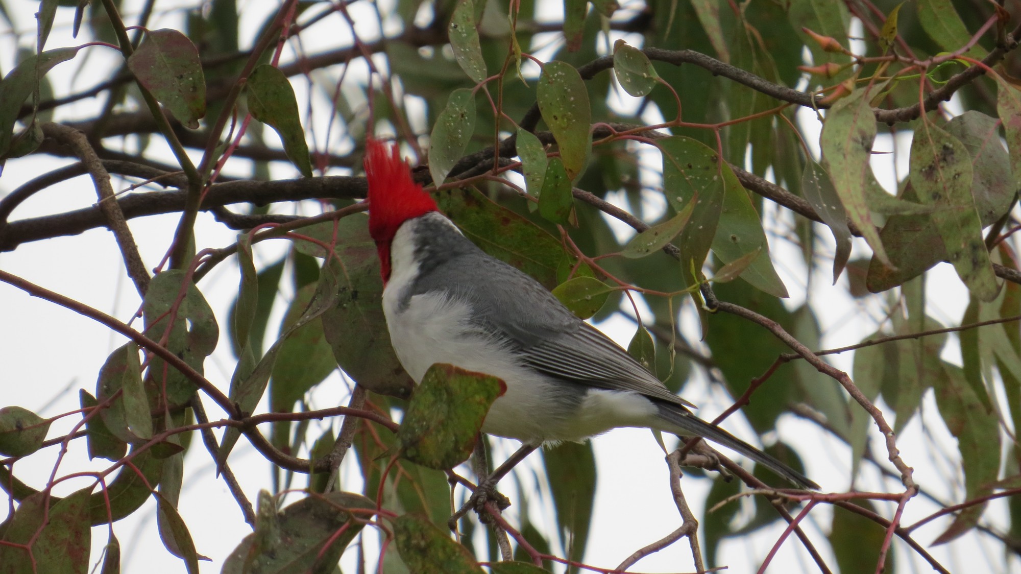 Photo Cardenal Común