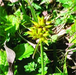  (Carex bonariensis)