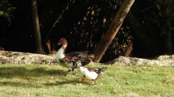 Foto Pato Real