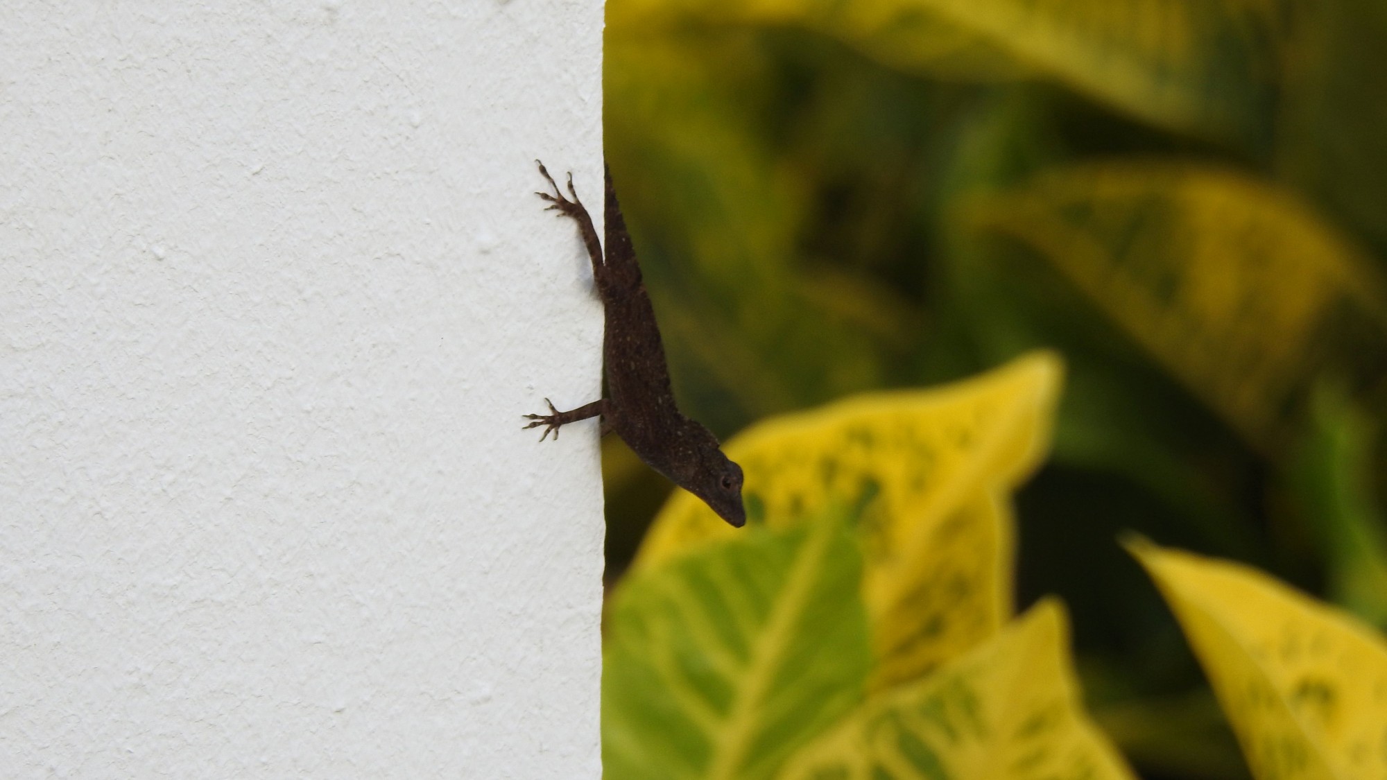 Photo Anolis Crestado