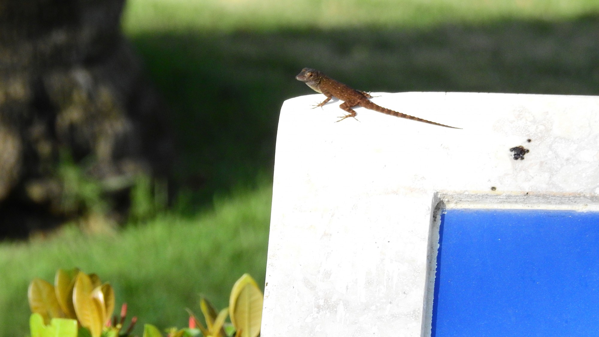 Foto Anolis Común de los Jardines