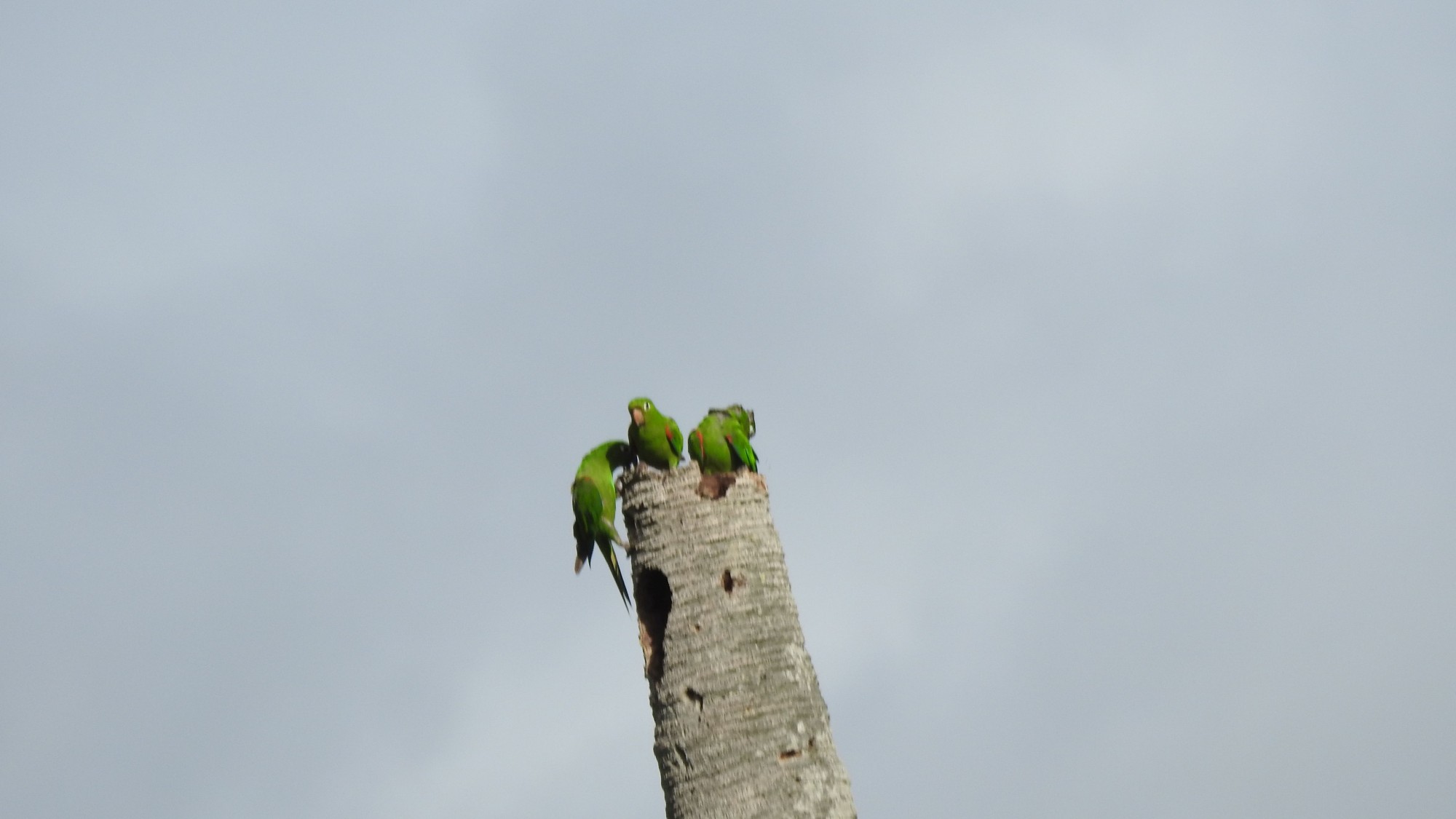 Photo Perico
