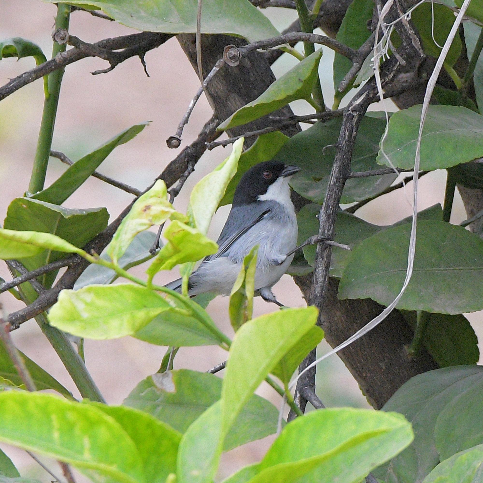 Photo Monterita Cabeza Negra