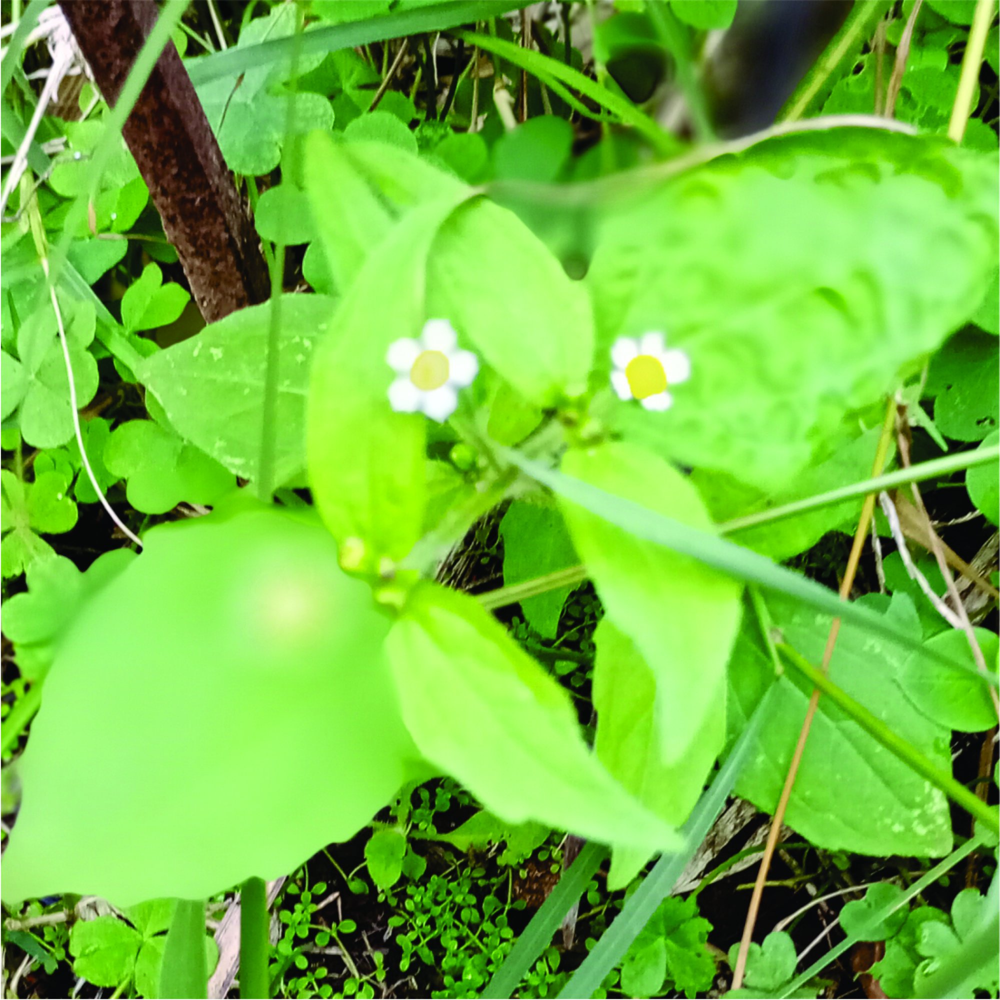 Foto Albahaca Silvestre