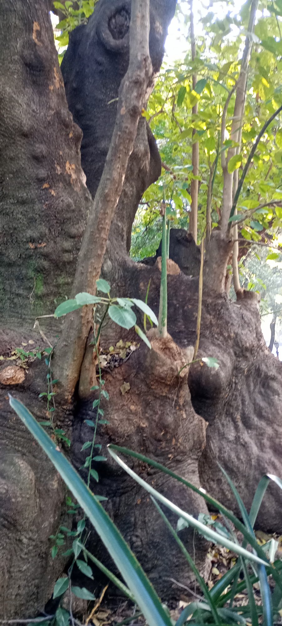 Phytolacca&nbsp;dioica