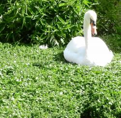 Foto Cisne Vulgar