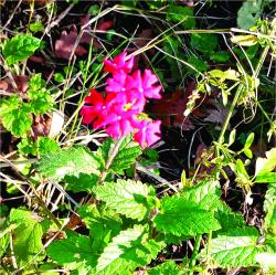 Foto Margarita Punzó
