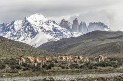 Foto Guanaco