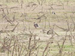 Foto Liebre Europea