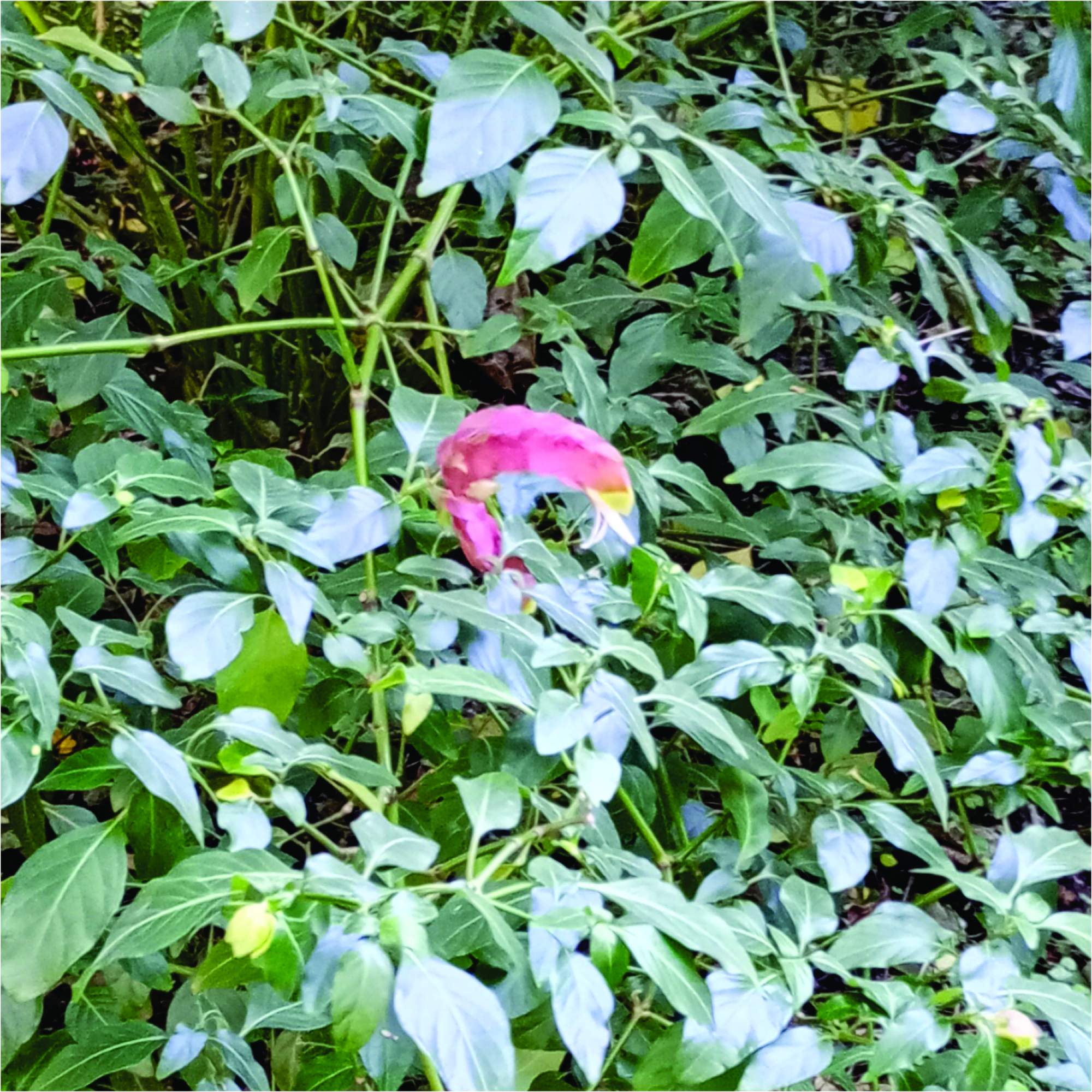 Photo Camarón Rojo