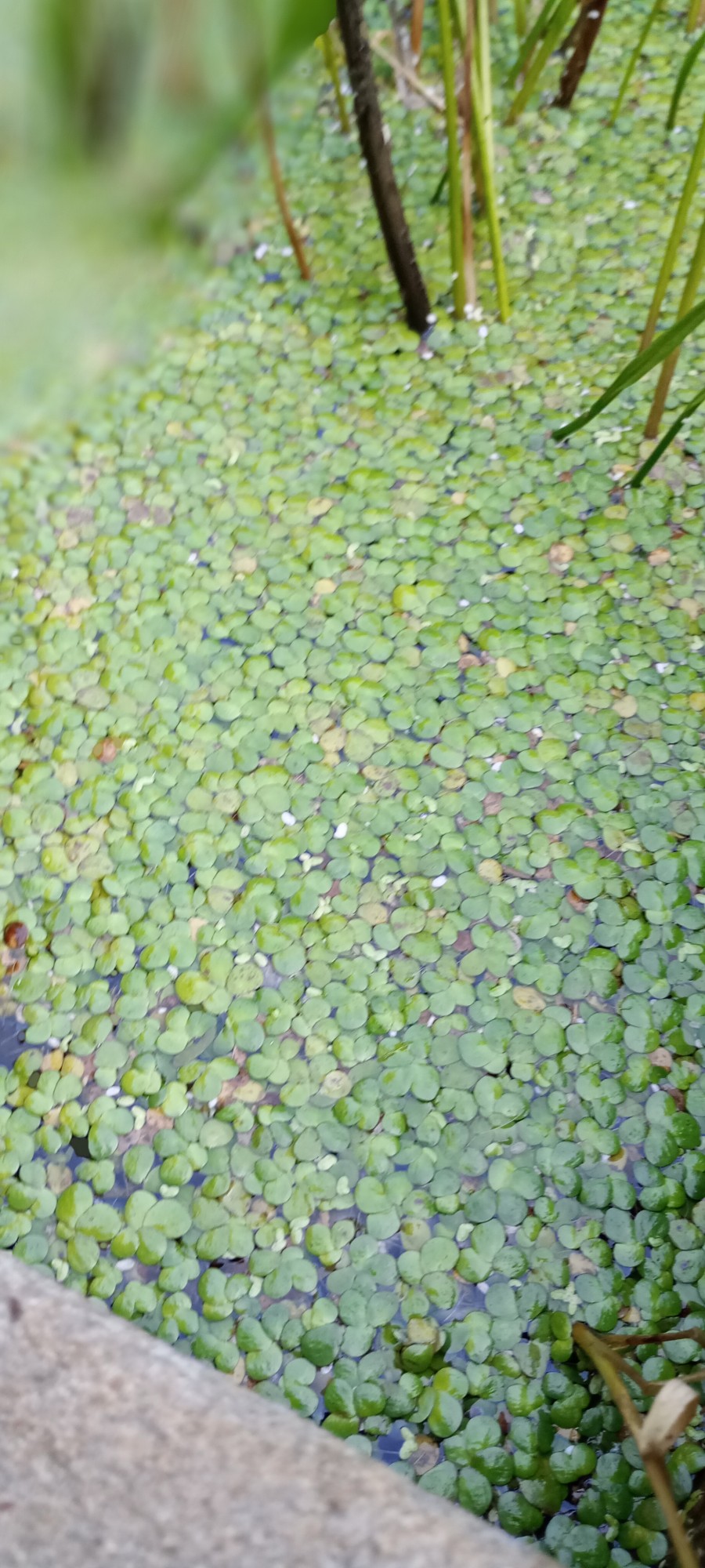 Foto Lenteja De Agua