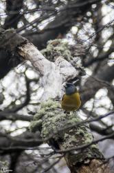Foto Comesebo Patagónico