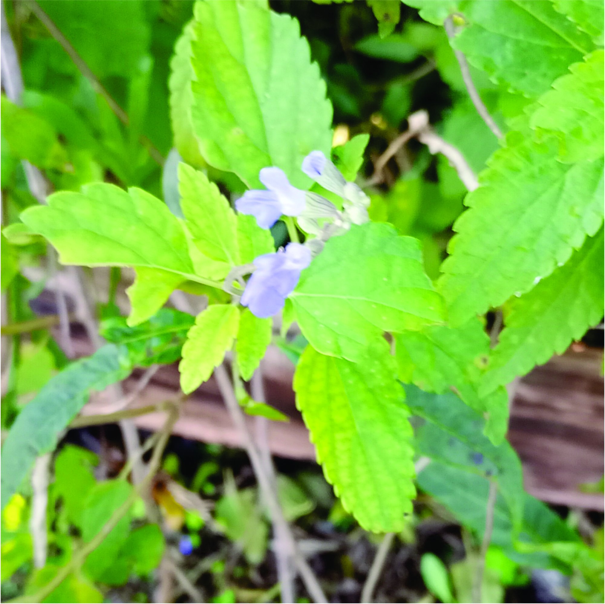 Photo Salvia Celeste