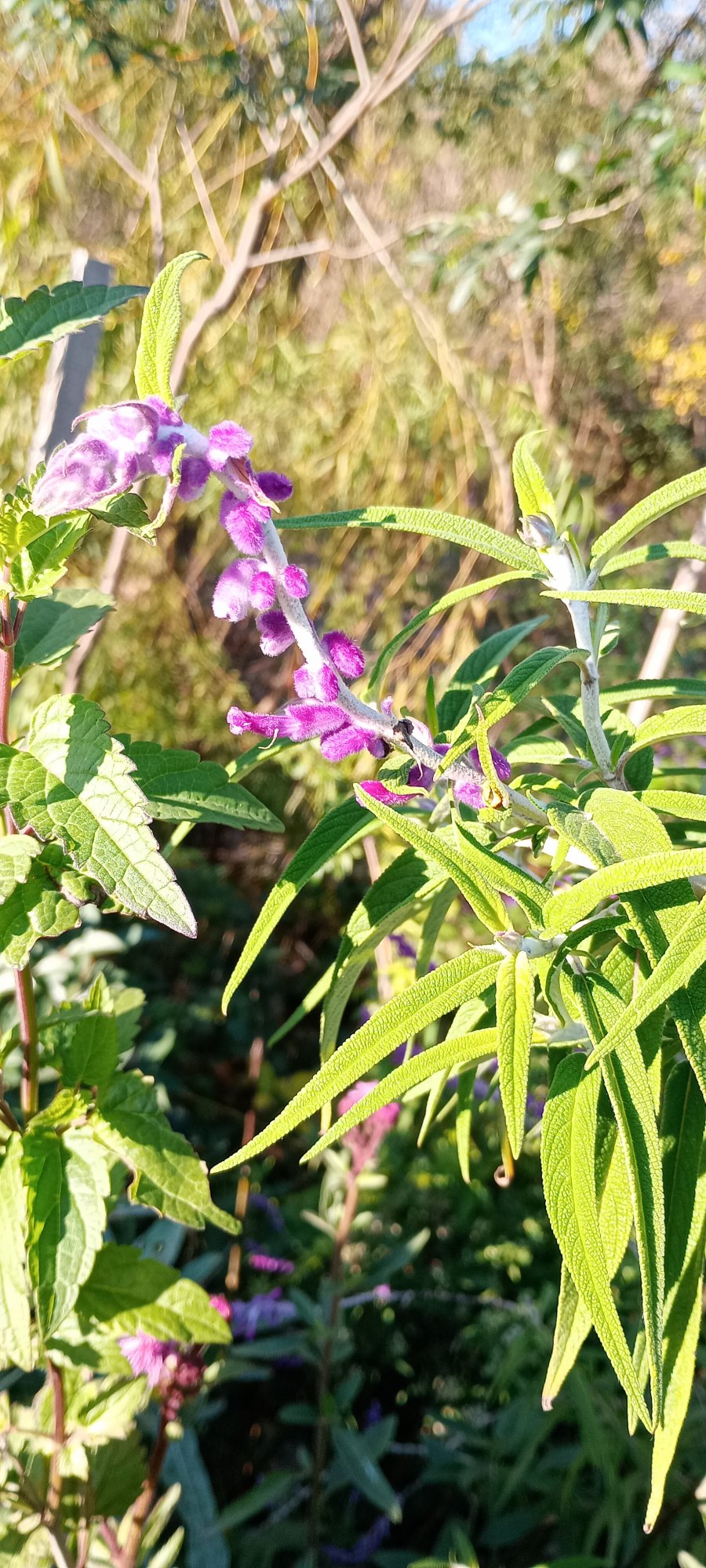 Photo Salvia Cruz