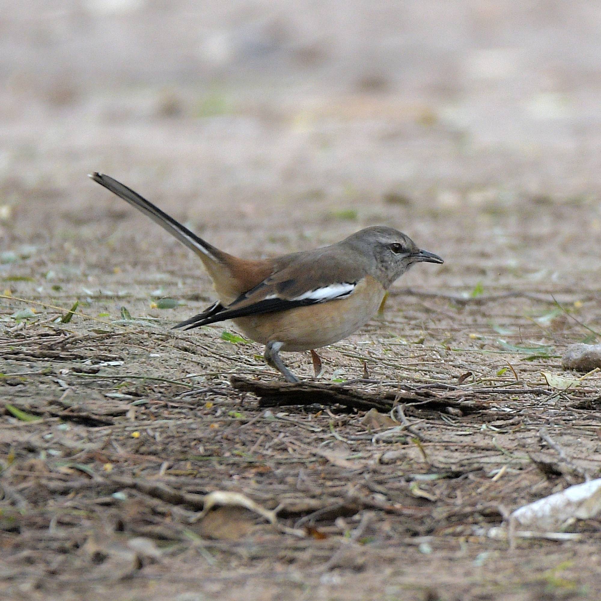 Photo Calandria Real