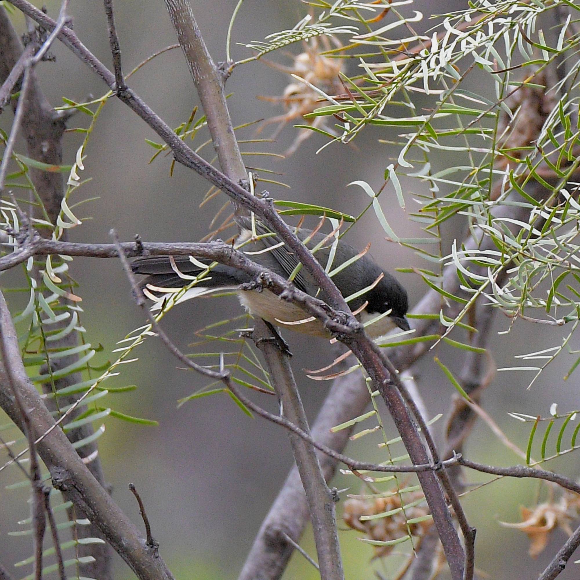Photo Monterita Cabeza Negra