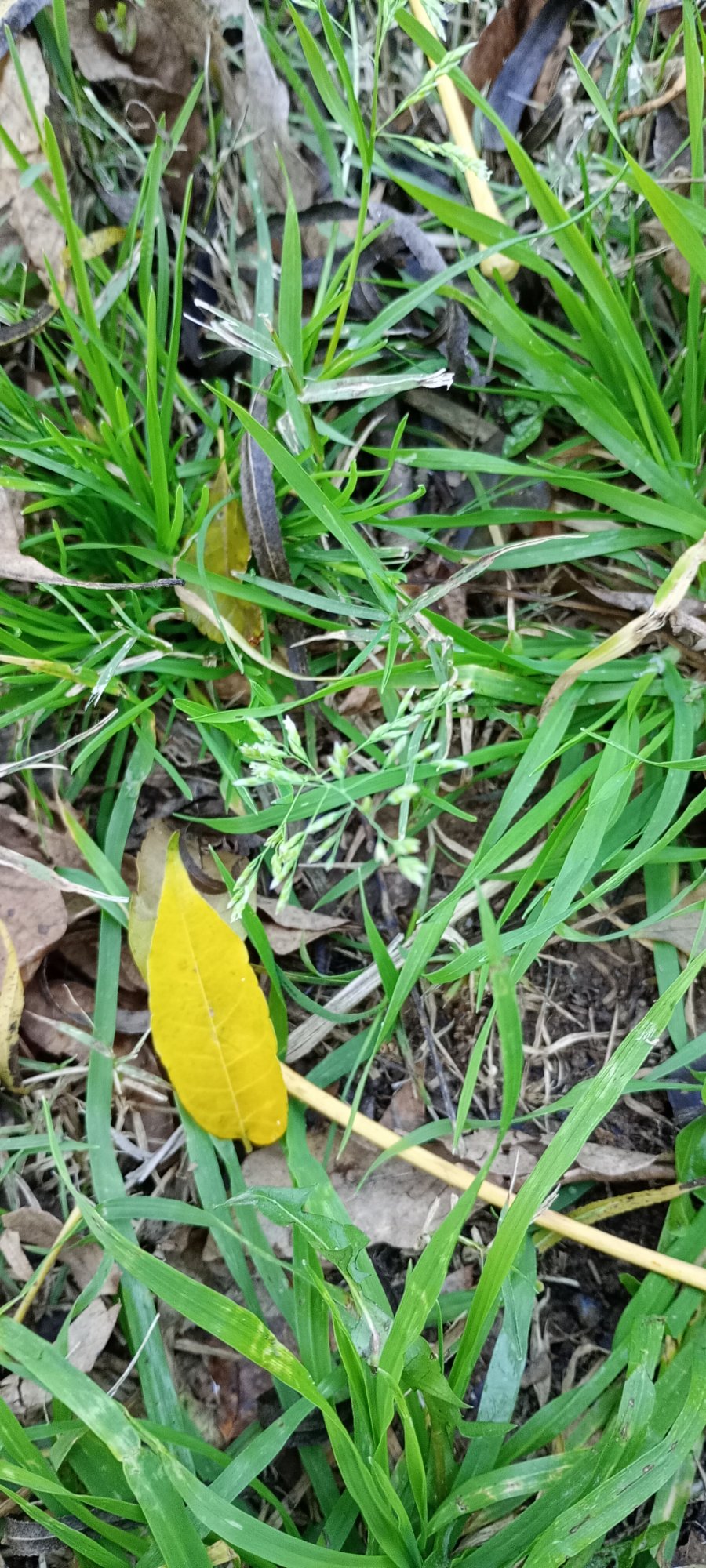 Foto Pastito De Invierno