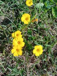 Foto Vinagrillo Amarillo