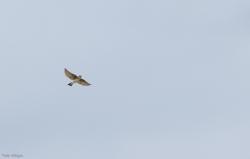 Photo Golondrina Cabeza Rojiza